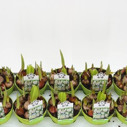 Луковичные Цветы Pw480 Парад Белый ( Bulb Flowers Pw480 Parade White ) W 12 см H 12 см