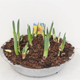Компо Нарцисс ( Compo Daffodil ) W 30 см H 15 см