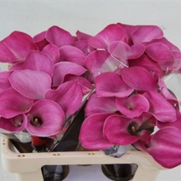 Zantedeschia Fantasia (Калла Фантазия) В40