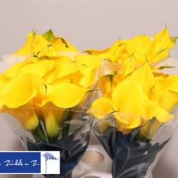 Zantedeschia capt solo (Калла капитан соло) В60