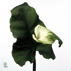 Zantedeschia Green Goddess (Калла Грин Годдес) В90