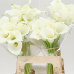 Zantedeschia Capt Ventura (Калла Капитан Вентура) В50