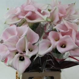 Zantedeschia Capt Melrose (Калла Капитан Мелроуз) В60