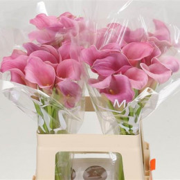 Zantedeschia Pink (Калла Пинк) В50