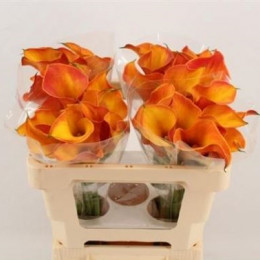 Zantedeschia Capt Safari (Калла Капитан Сафари) В60