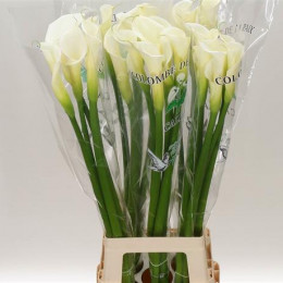 Zantedeschia Colombe (Калла Колумб) В90