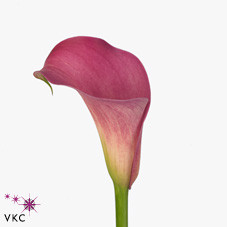 Zantedeschia claudia (Калла Клаудия) В40