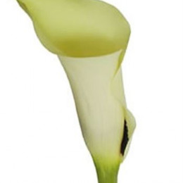 Zantedeschia Creme (Калла Крем) В70