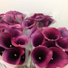 Zantedeschia Capt Promise (Калла Капитан Промис) В80