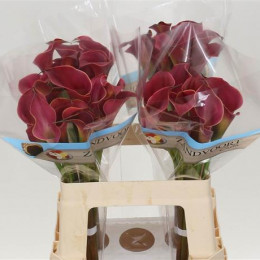 Zantedeschia Red (Калла Ред) В70