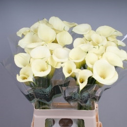 Zantedeschia Snowstar (Калла Сноустар)В65