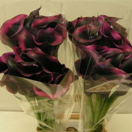 Zantedeschia Rudolph (Калла Рудольф) В40