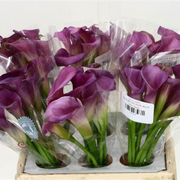 Zantedeschia Rubylite Rose (Калла Рубилайт Роус)В40