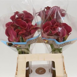 Zantedeschia Red (Калла Ред) В80