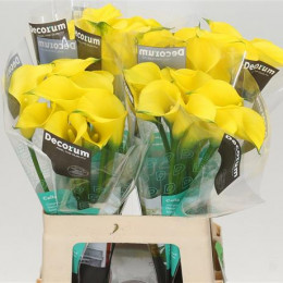Zantedeschia Yellow (Калла Еллоу) В50