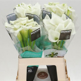 Zantedeschia Crystal Blush (Калла Кристал Блаш) В50