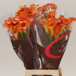 Zantedeschia Capt Trinity Orange (Калла Капитан Тринити Оранж) В70