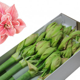 Hippeastrum (dg) Sweet Nymph (Гиппеаструм (ДГ) Свит Нимф)
