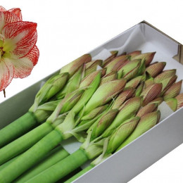 Hippeastrum Mega Star (Гиппеаструм Мега Стар)