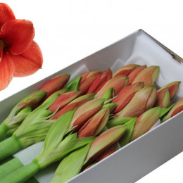 Hippeastrum Gold Medal (Гиппеаструм Голд Медал)