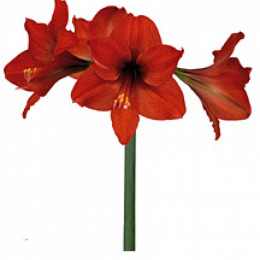 Hippeastrum (m) Pygmee (Гиппеаструм (м) Пигмеи) В50