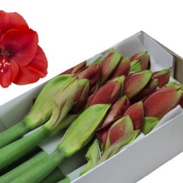 Hippeastrum Ferrari (Гиппеаструм Феррари) В70