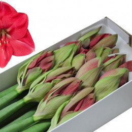 Hippeastrum Hercules (Гиппеаструм Геркулес)
