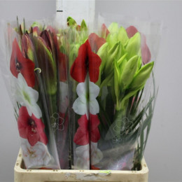 Hippeastrum Bq Mixed (Гиппеаструм БК Микс) В70