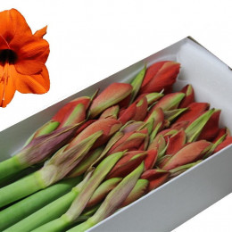 Hippeastrum Orange Souvereign (Гиппеаструм Оранж Суверен)