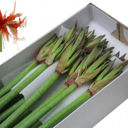 Hippeastrum (m) Cy Merenque (Гиппеаструм (м) Сай Меренге)