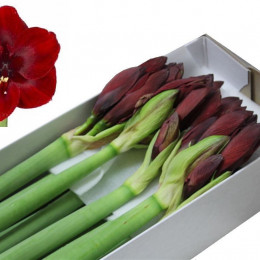 Hippeastrum Britney (Гиппеаструм Бритни)