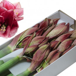 Hippeastrum Maestro (Гиппеаструм Маэстро)