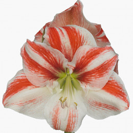 Hippeastrum Clown (Гиппеаструм Клоун)