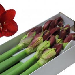 Hippeastrum Liberty (Гиппеаструм Либерти)