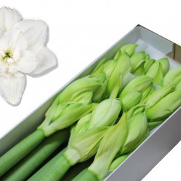 Hippeastrum (dg) Artic Nymph (Гиппеаструм(ДГ) Артик Нимф) В60