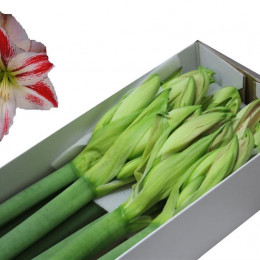 Hippeastrum Amorice (Гиппеаструм Аморис)