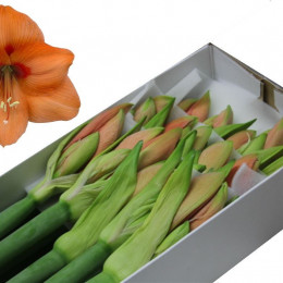 Hippeastrum Desire (Гиппеаструм Дизае)