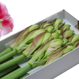 Hippeastrum Exception (Гиппеаструм Эксептион)