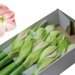Hippeastrum Darling (Гиппеаструм Дарлинг)