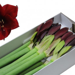 Hippeastrum Royal Velvet (Гиппеаструм Роял Вельвет)