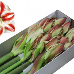 Hippeastrum Superstar (Гиппеаструм Суперстар)