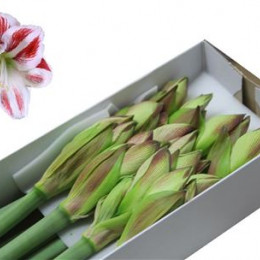 Hippeastrum Sydney (Гиппеаструм Сидней)