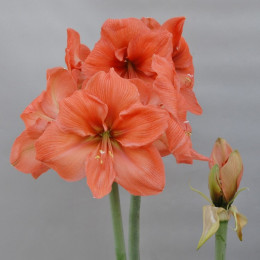 Hippeastrum Salmon (Гиппеаструм Салмон)