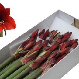 Hippeastrum Rapido (Гиппеаструм Рапидо) В70