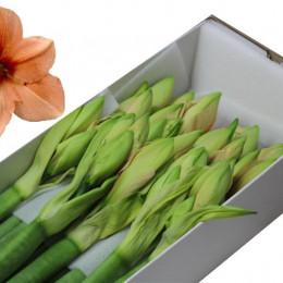 Hippeastrum Rilona (Гиппеаструм Рилона)