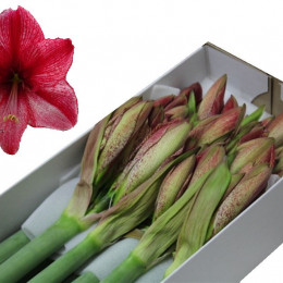 Hippeastrum Revelation (Гиппеаструм Ревелейшн)