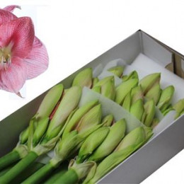 Hippeastrum Reve (Гиппеаструм Реви)