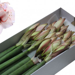 Hippeastrum Temptation (Гиппеаструм Темптейшн)