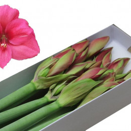 Hippeastrum Pleasure (Гиппеаструм Плежа)