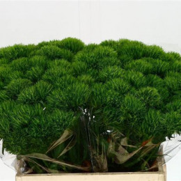 Dianthus br green trick (Гвоздик бр грин трик) В40